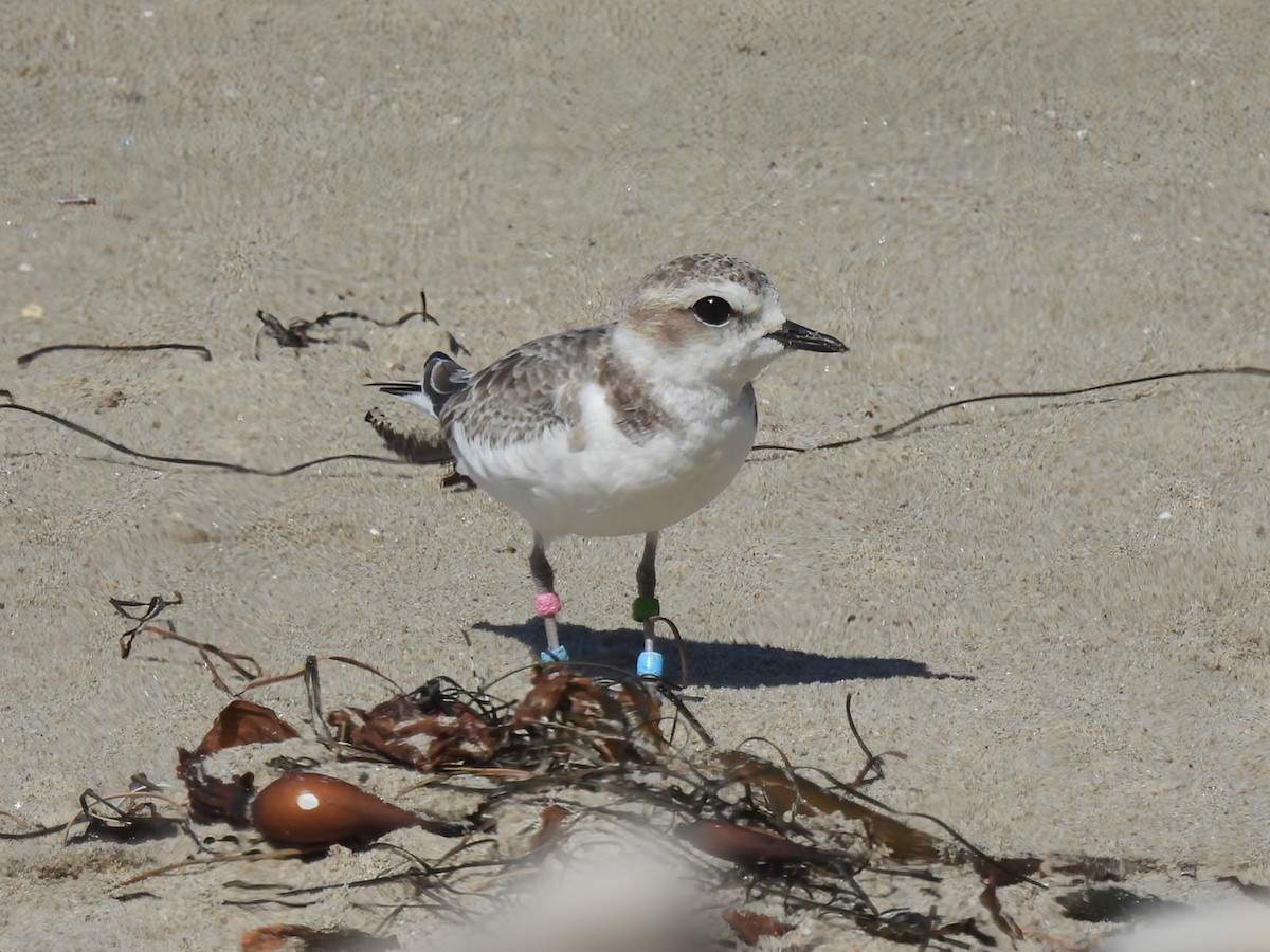 Snowy Plover - ML622530025