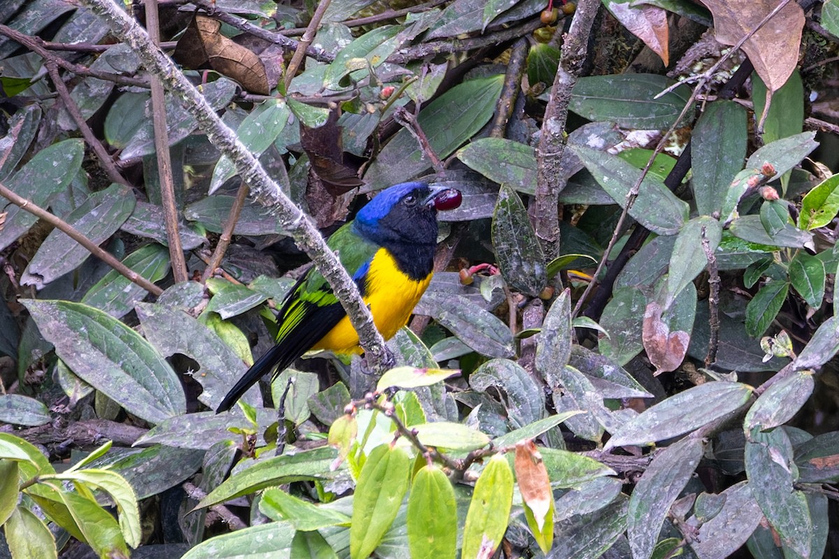 Black-chested Mountain Tanager - ML622530069