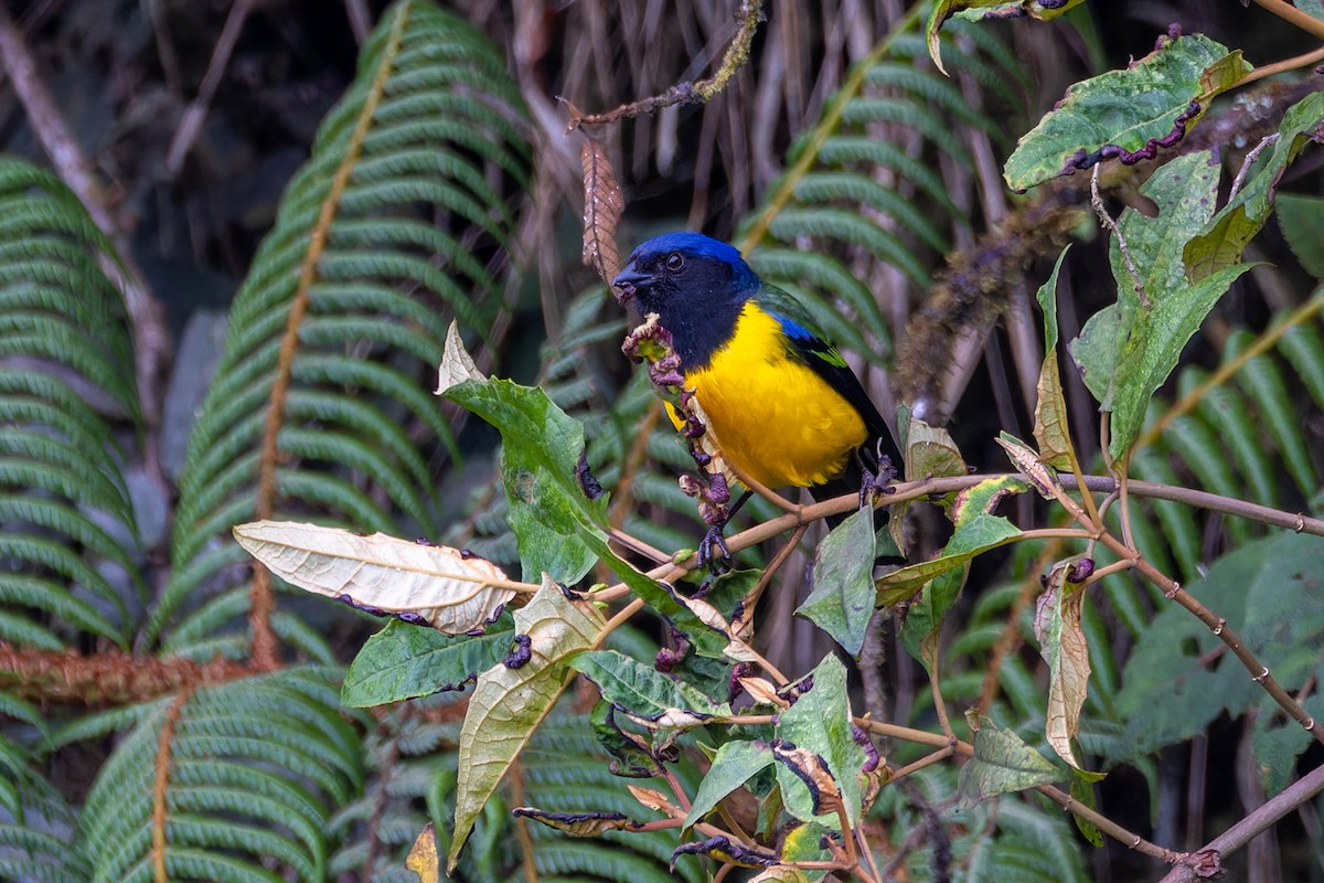 Black-chested Mountain Tanager - ML622530070