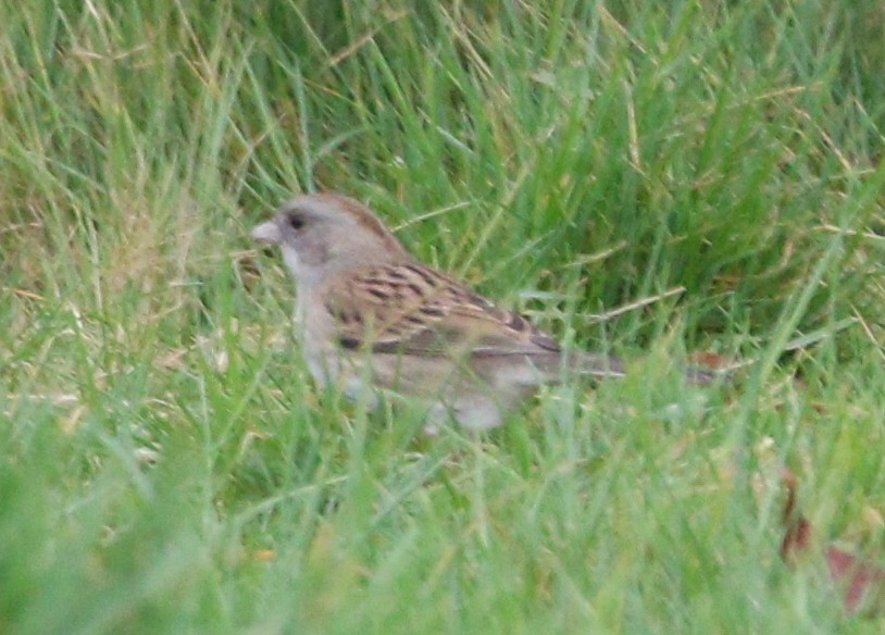 Dark-eyed Junco x White-throated Sparrow (hybrid) - ML622530088