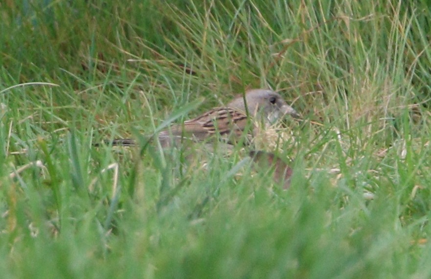 Dark-eyed Junco x White-throated Sparrow (hybrid) - ML622530089