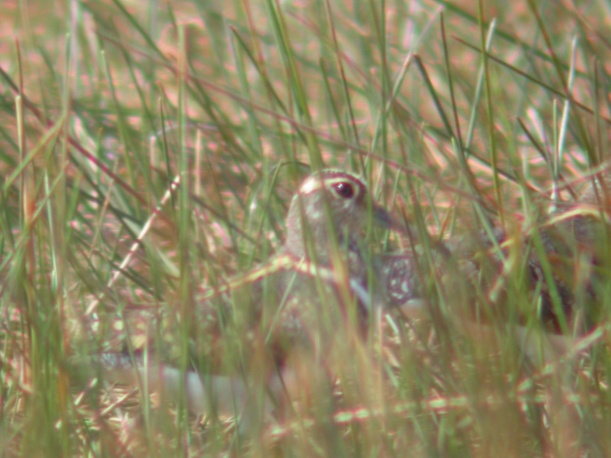 Australian Painted-Snipe - ML622530174