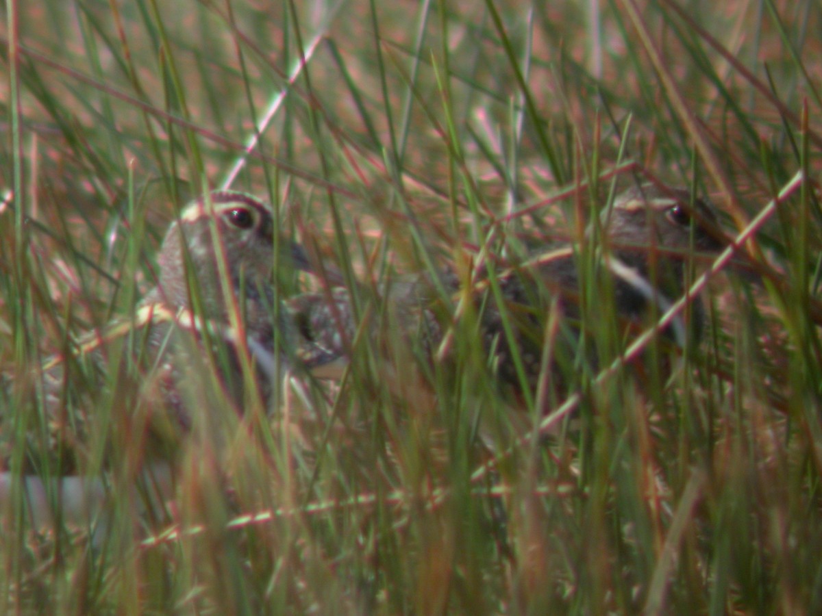 Australian Painted-Snipe - ML622530175