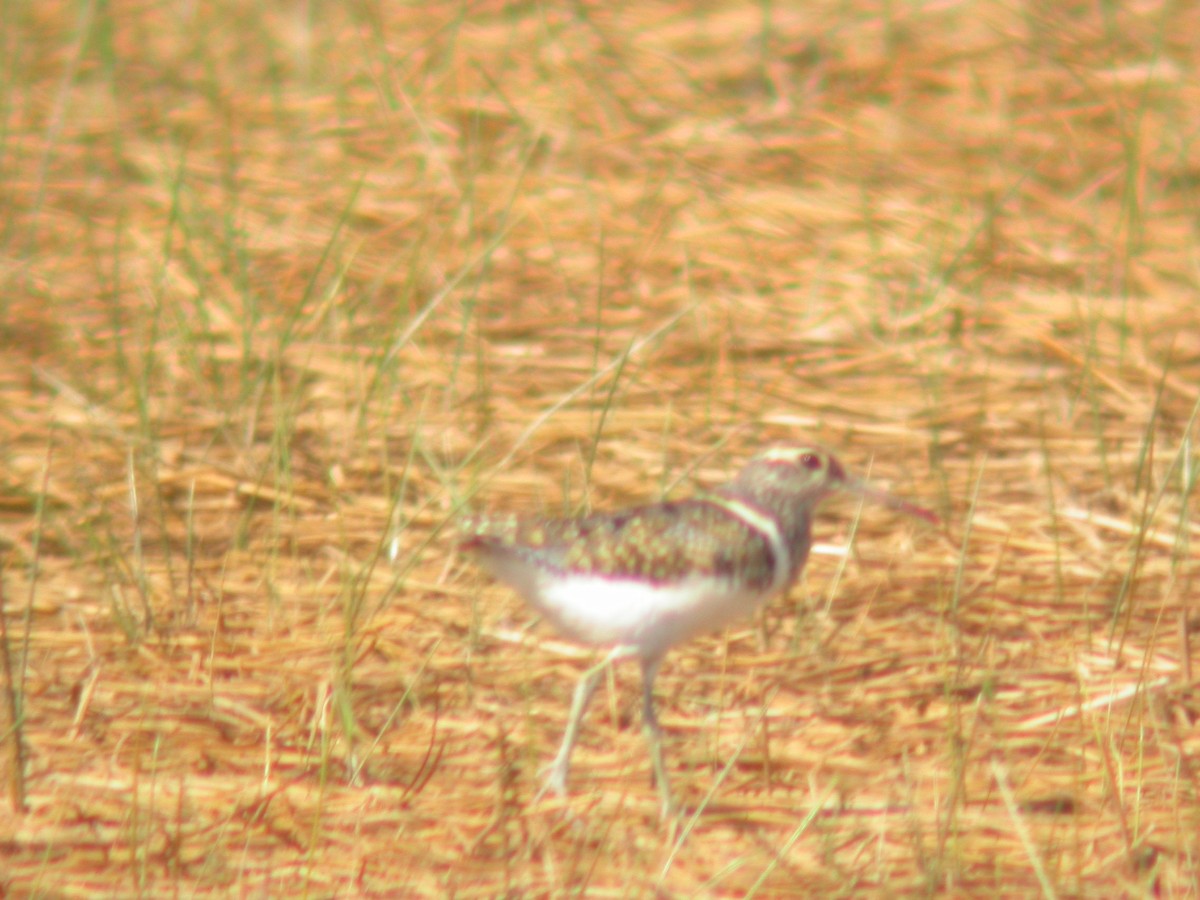 Australian Painted-Snipe - ML622530177