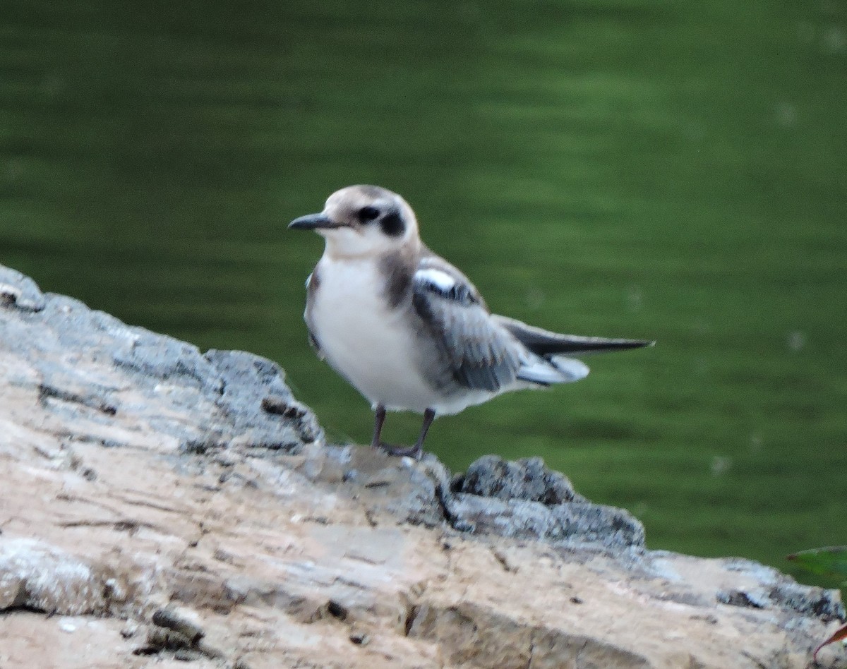 Black Tern - ML622530224