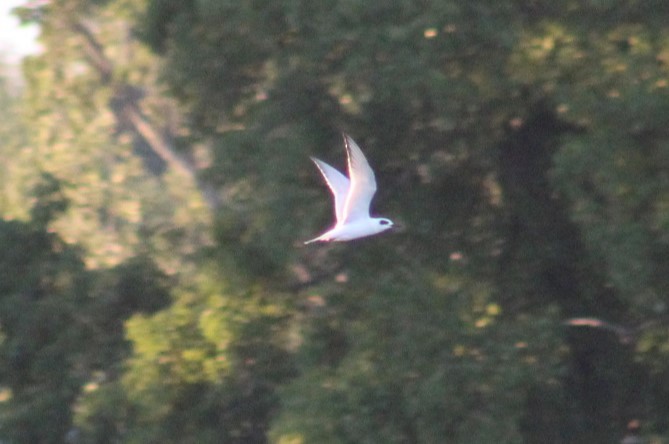 Forster's Tern - ML622530256