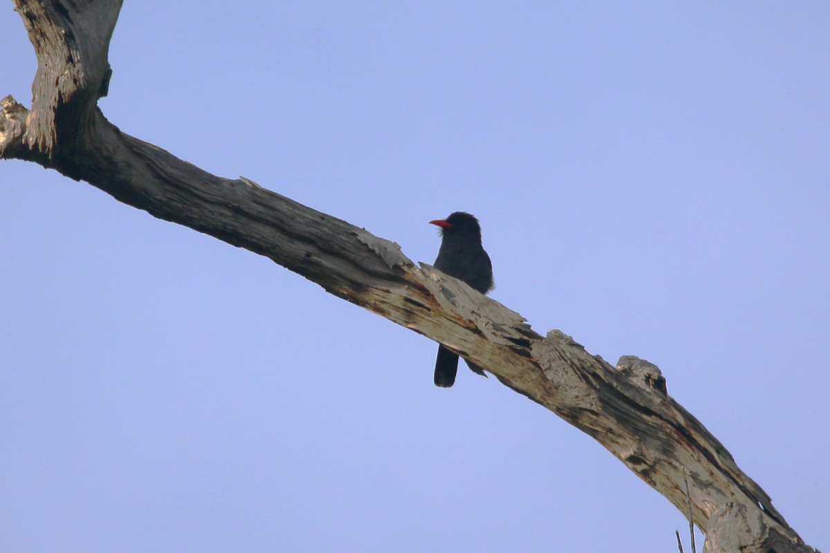 Black Nunbird - ML622530271