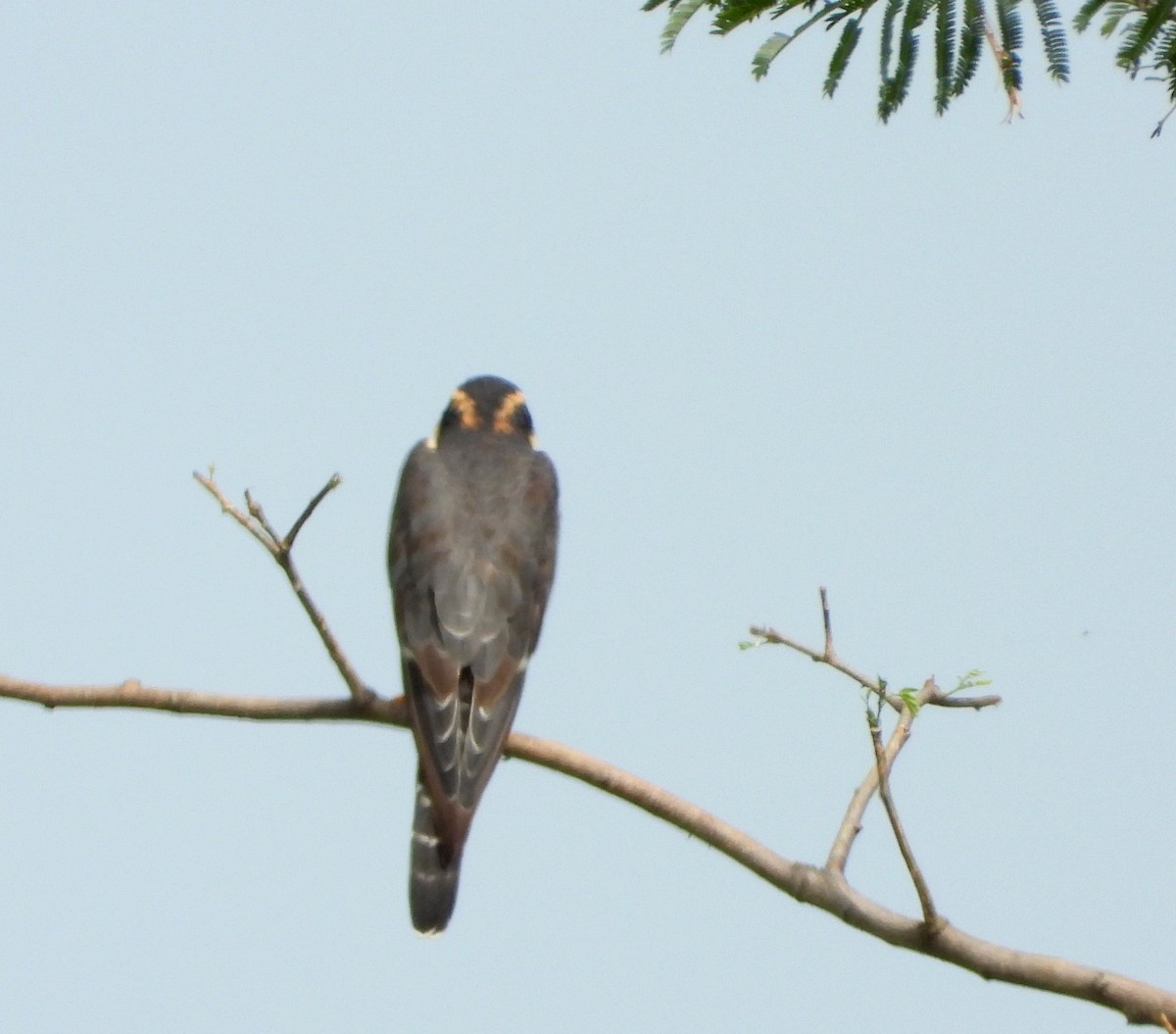 Aplomado Falcon - ML622530335