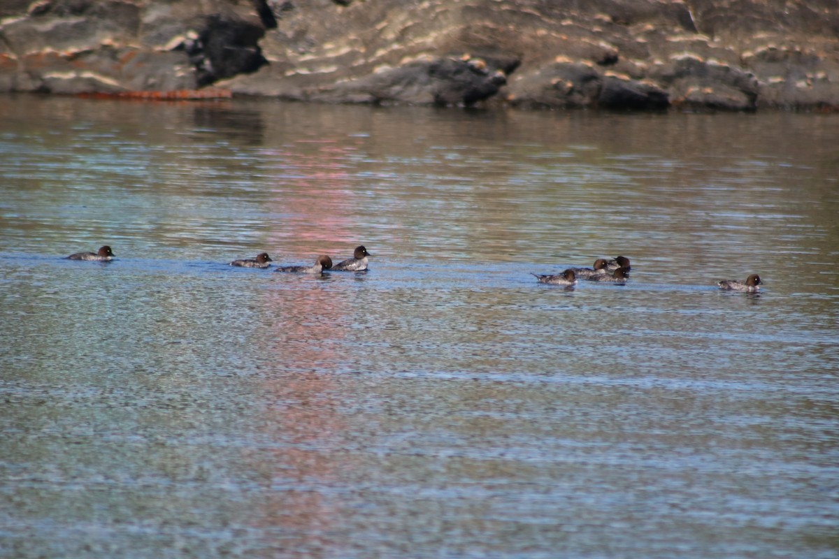 Common Goldeneye - ML622530464