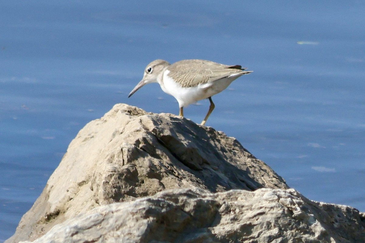 Spotted Sandpiper - ML622530470