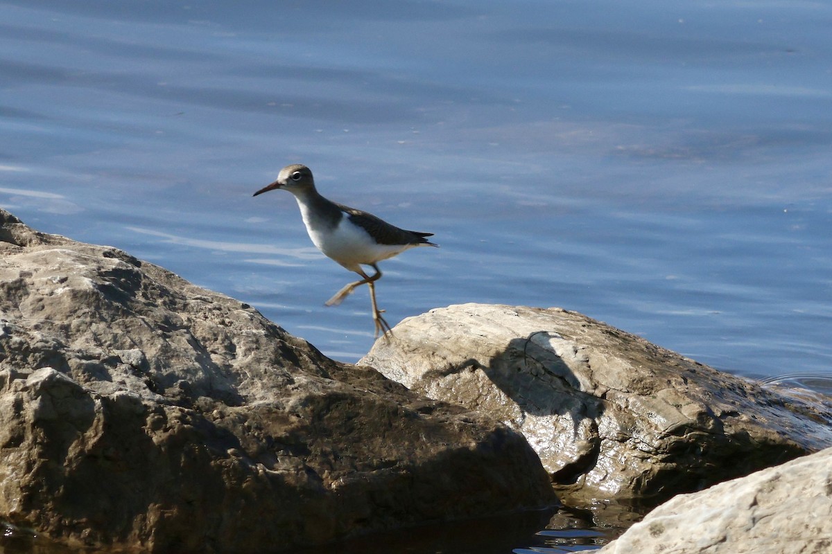 Spotted Sandpiper - ML622530471