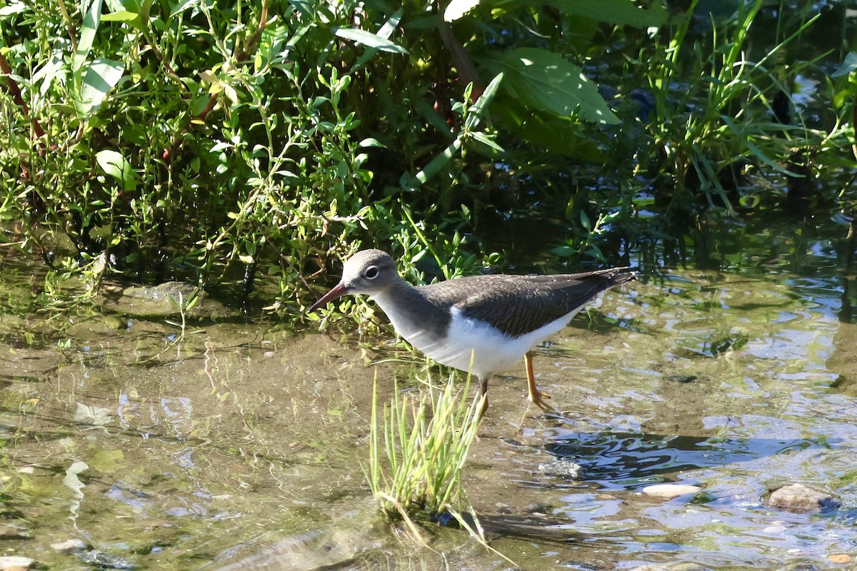 Spotted Sandpiper - ML622530472