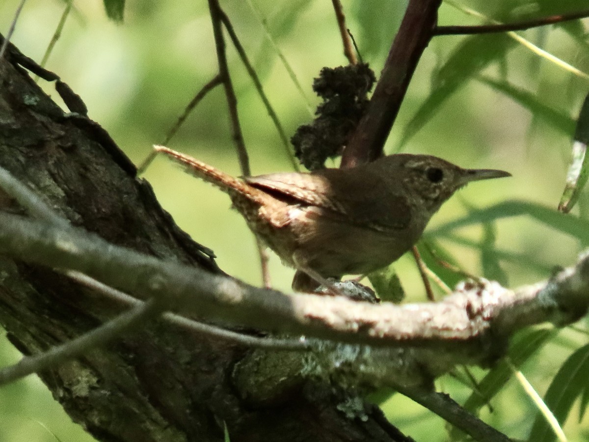 House Wren - ML622530474