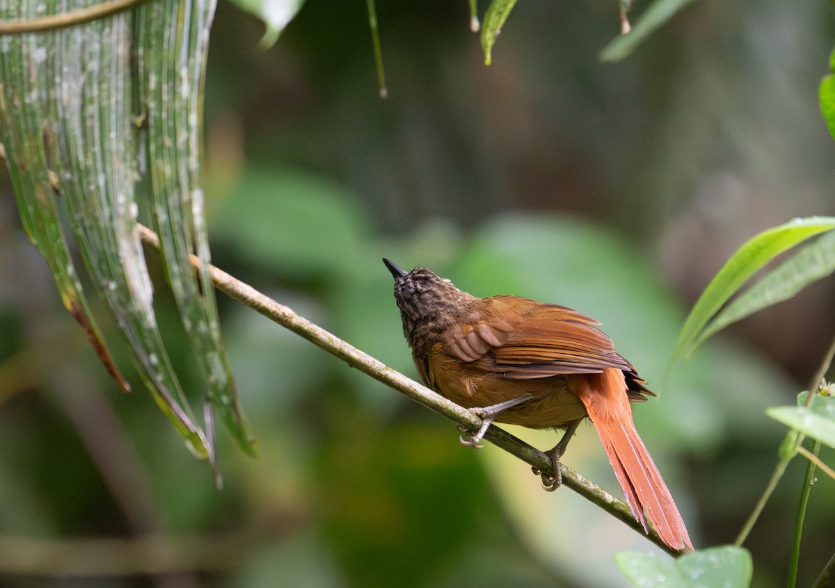 Streak-capped Treehunter - ML622530590