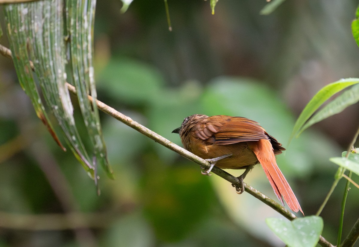 Streak-capped Treehunter - ML622530591