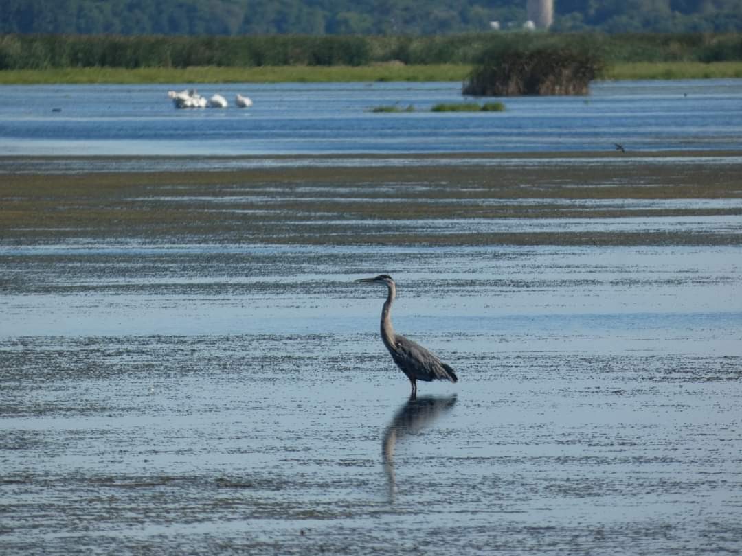 Great Blue Heron - ML622530721