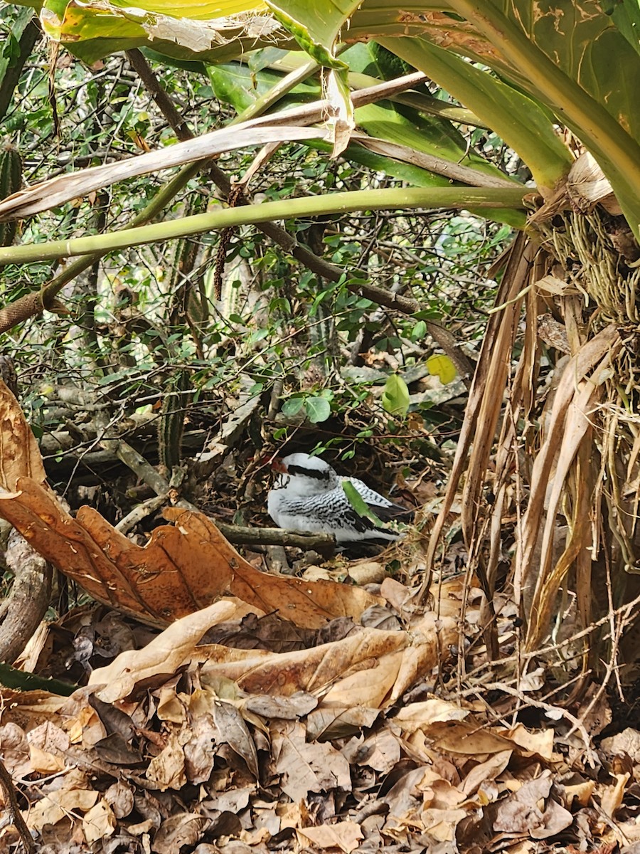 Red-billed Tropicbird - ML622530747