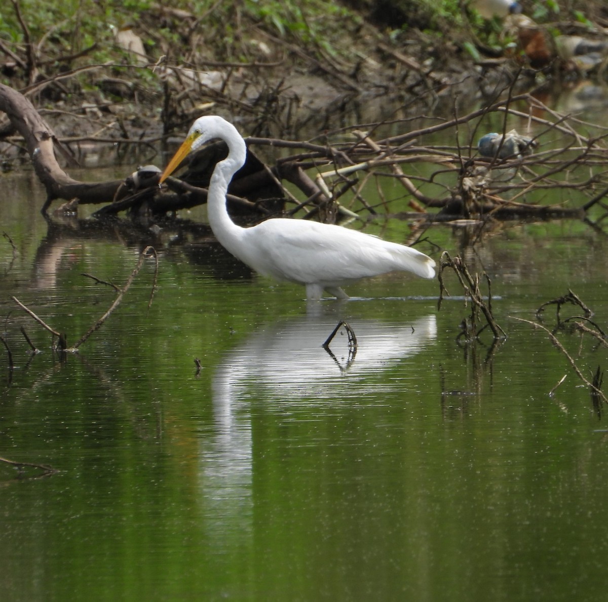 Great Egret - ML622530748