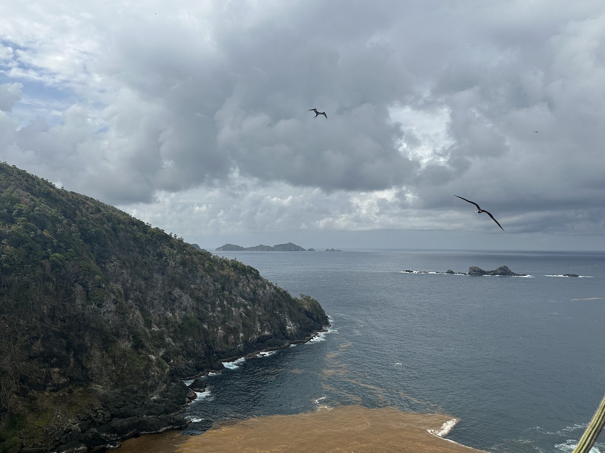 Magnificent Frigatebird - Zachary Whaley