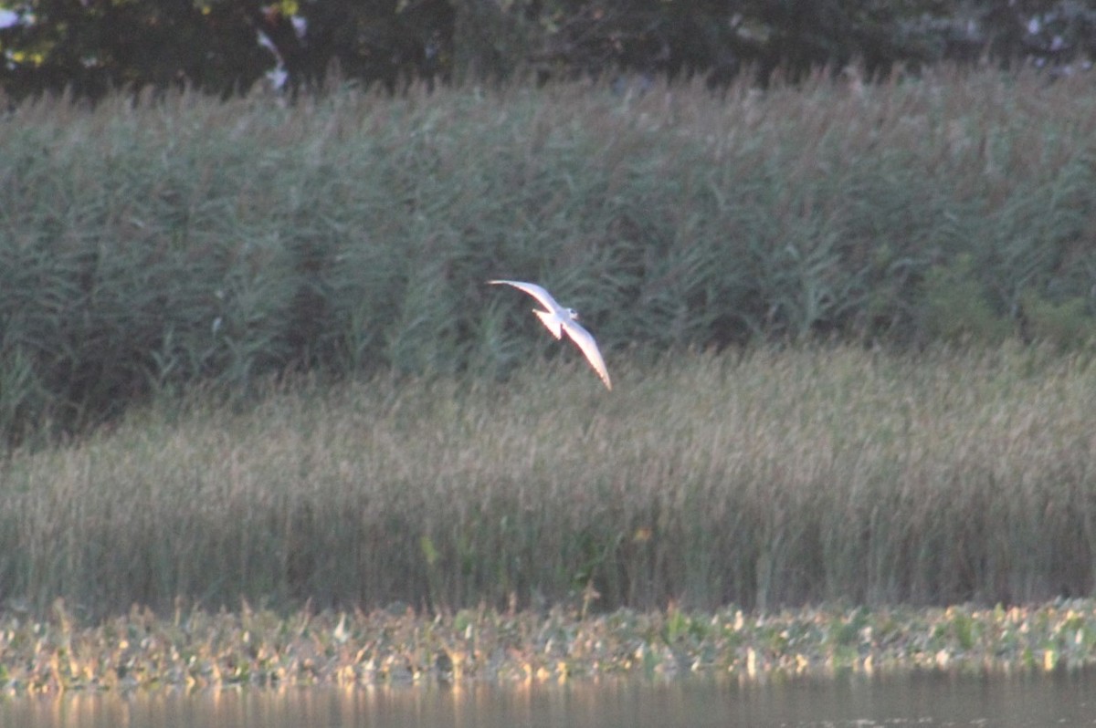 Forster's Tern - ML622530827