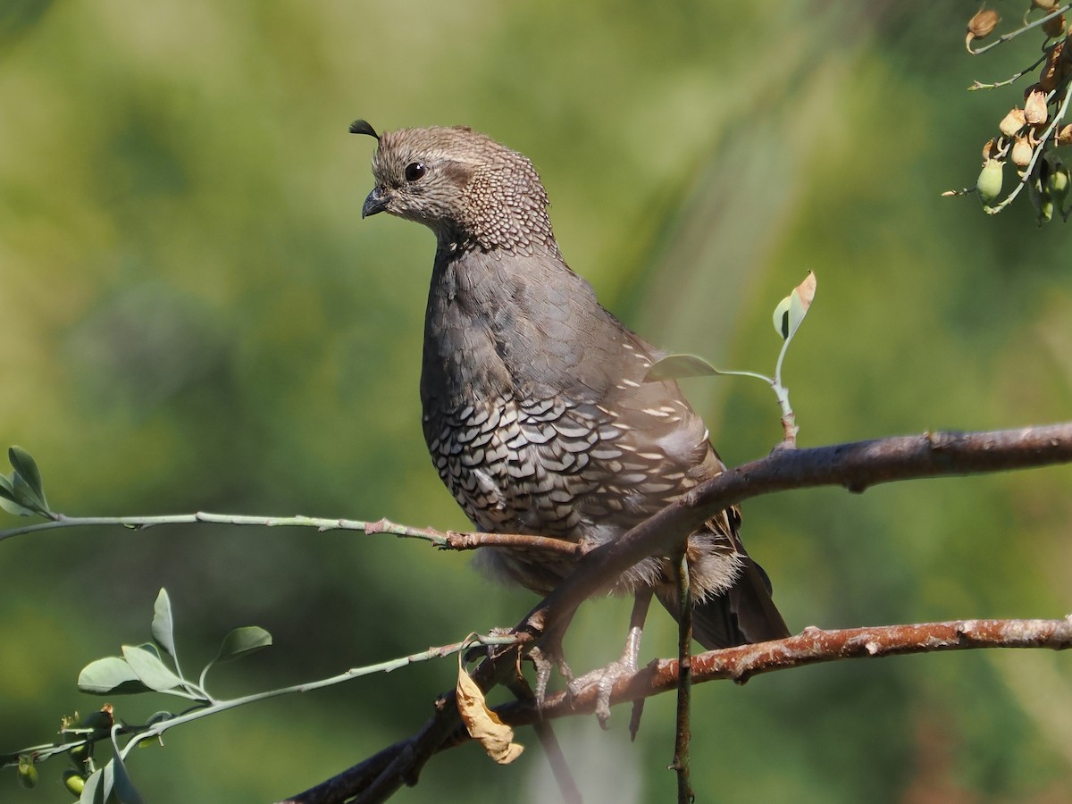 eBird Checklist - 14 Aug 2024 - Henninger Flats - 35 species (+4 other ...