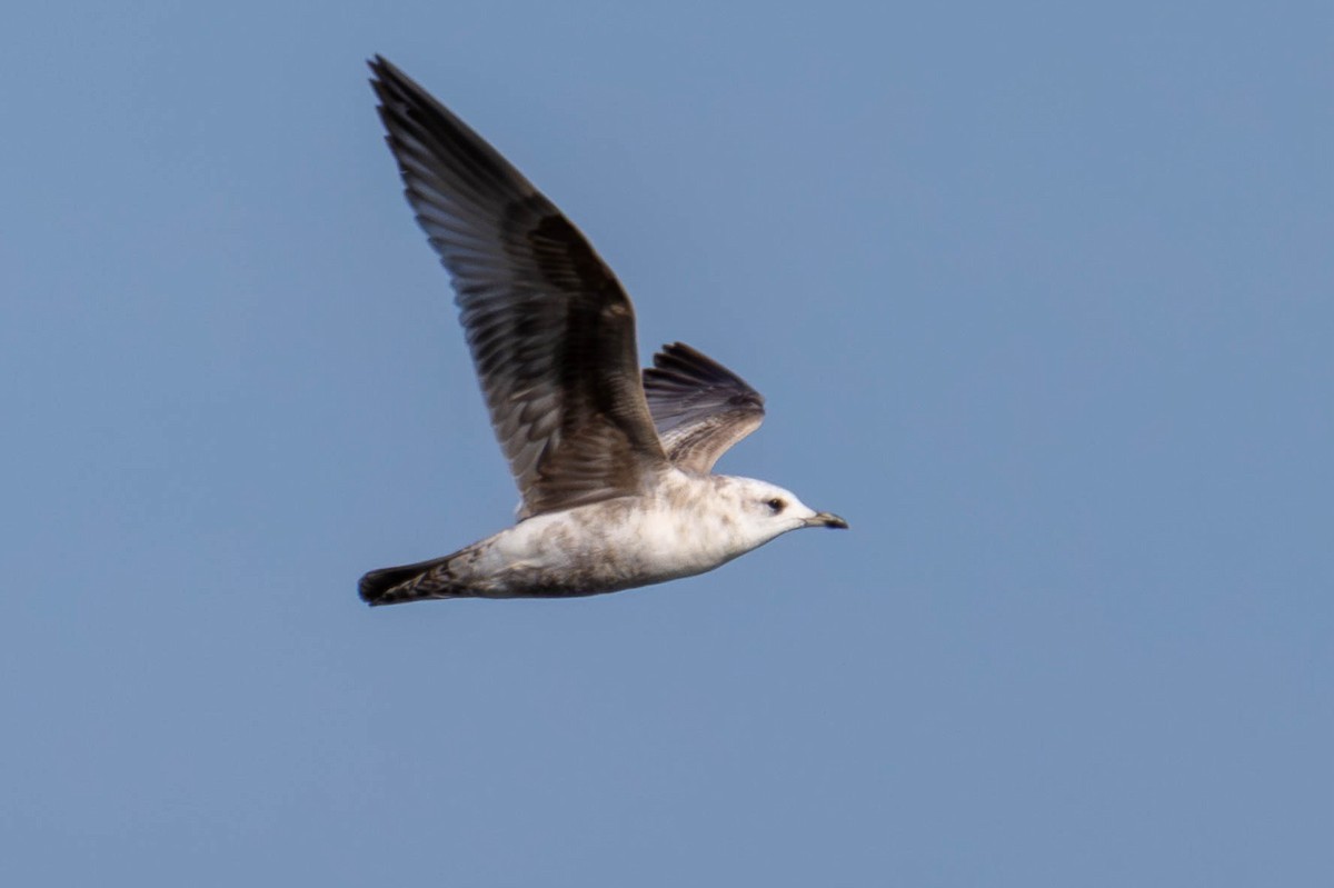 Short-billed Gull - ML622530972