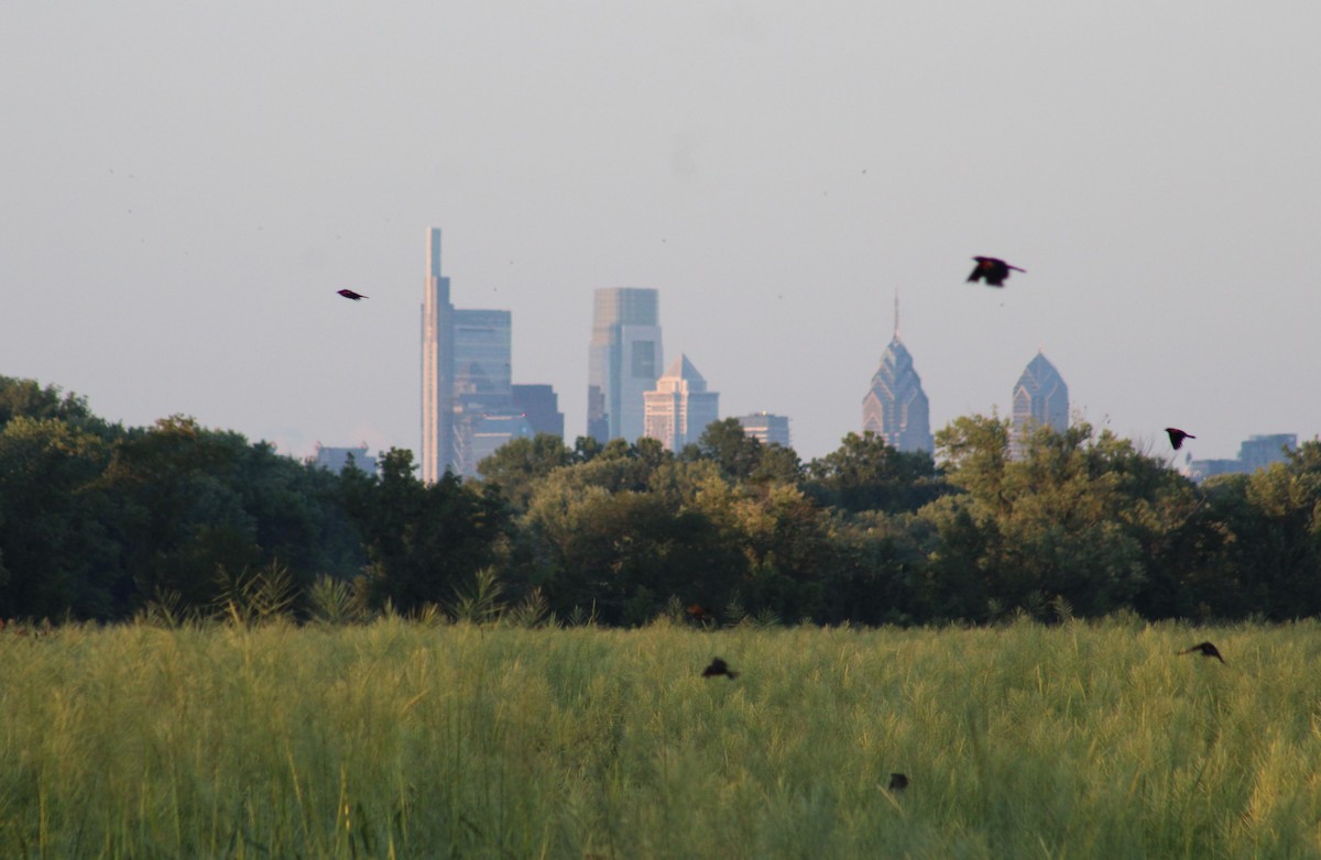 Red-winged Blackbird - ML622531070