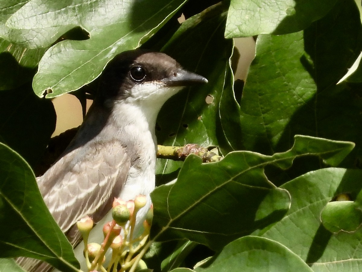 Eastern Kingbird - ML622531072