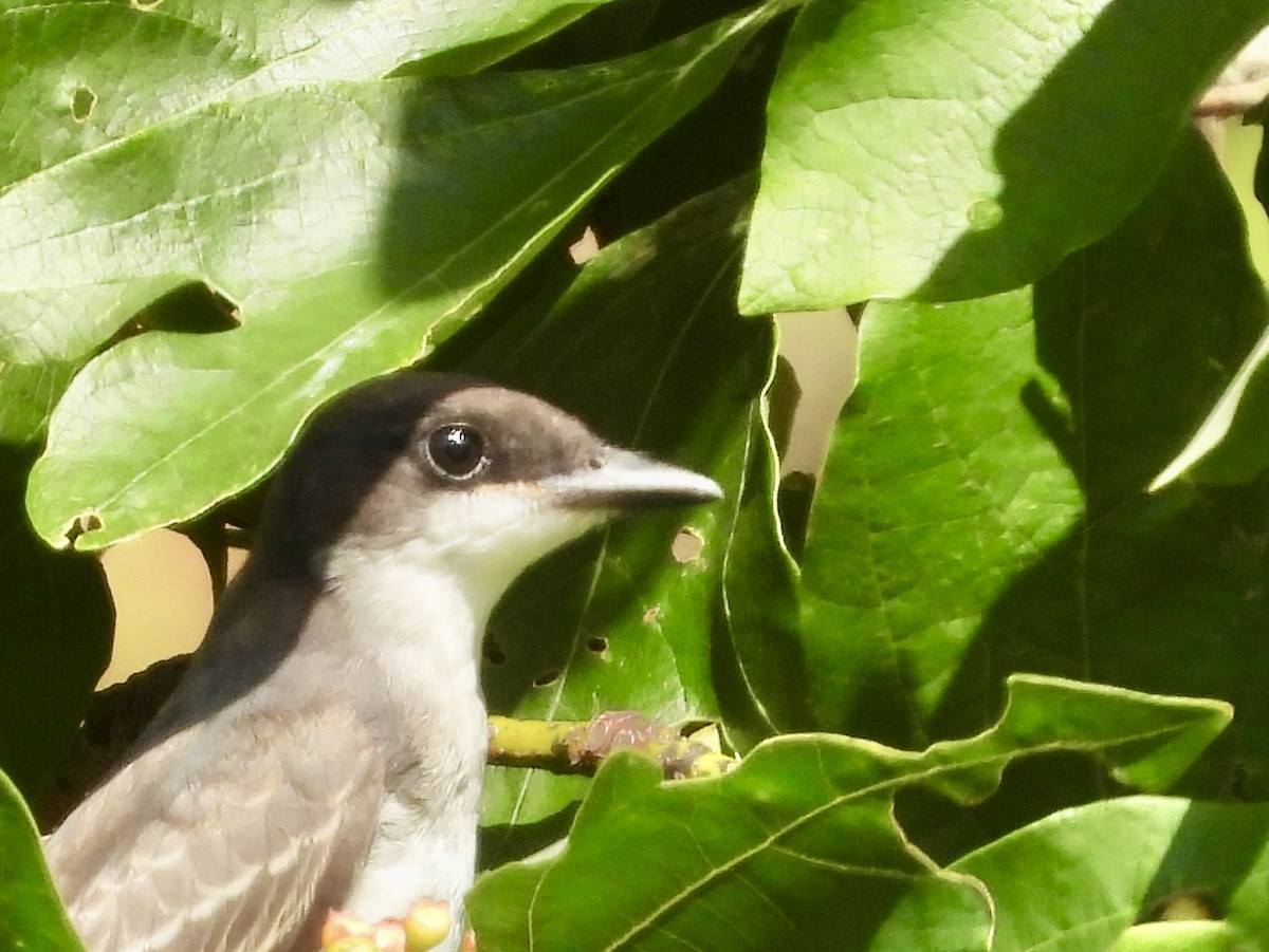 Eastern Kingbird - ML622531073