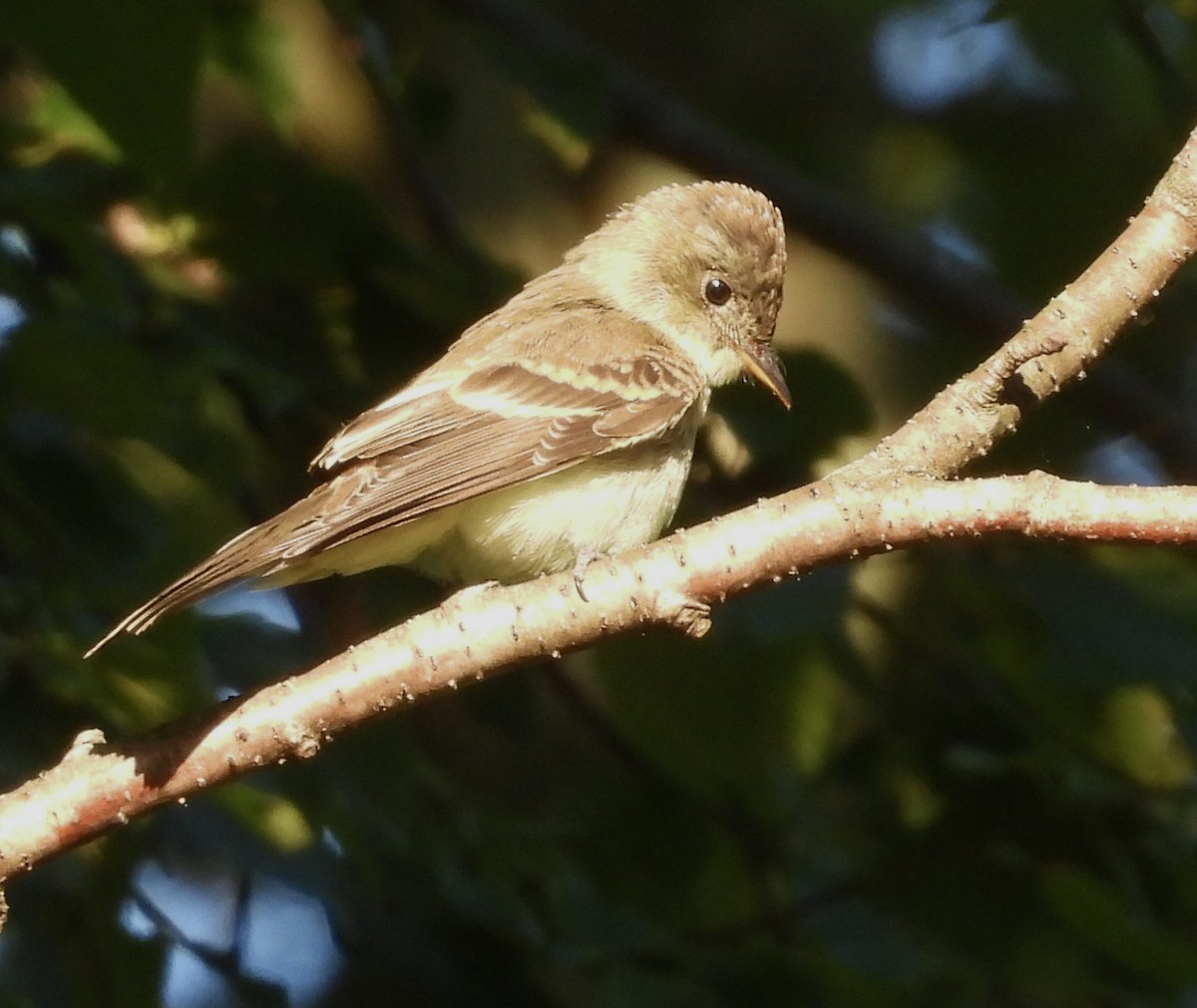 Eastern Wood-Pewee - ML622531086