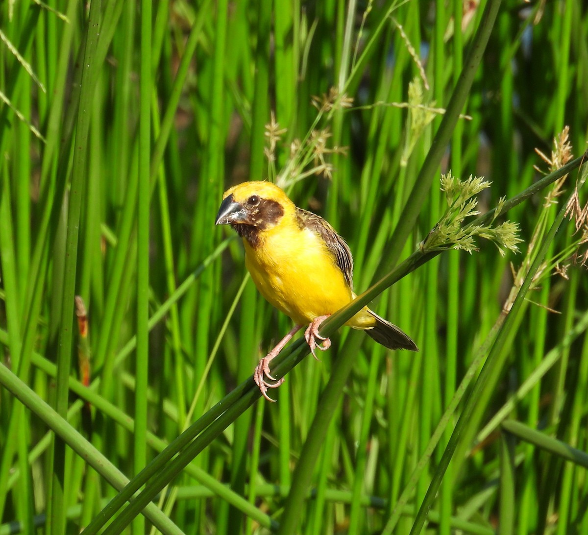 Asian Golden Weaver - ML622531094