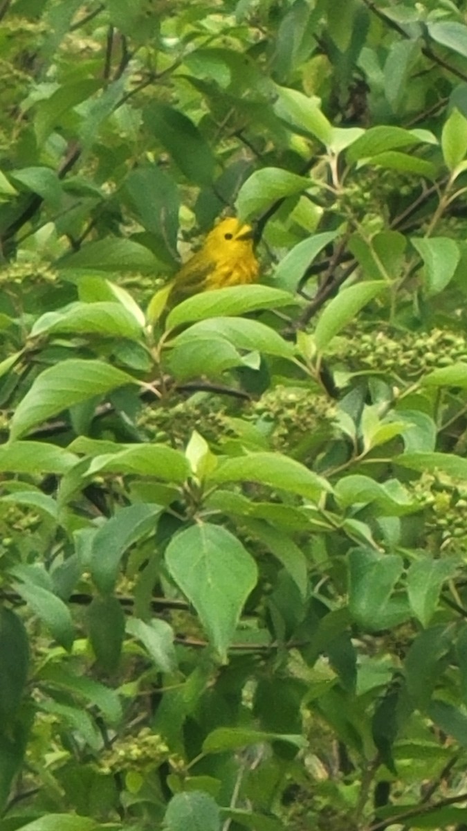 Yellow Warbler - ML622531095