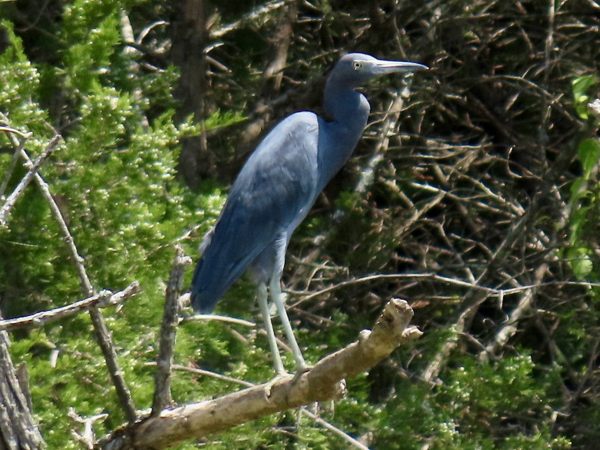 Little Blue Heron - ML622531160