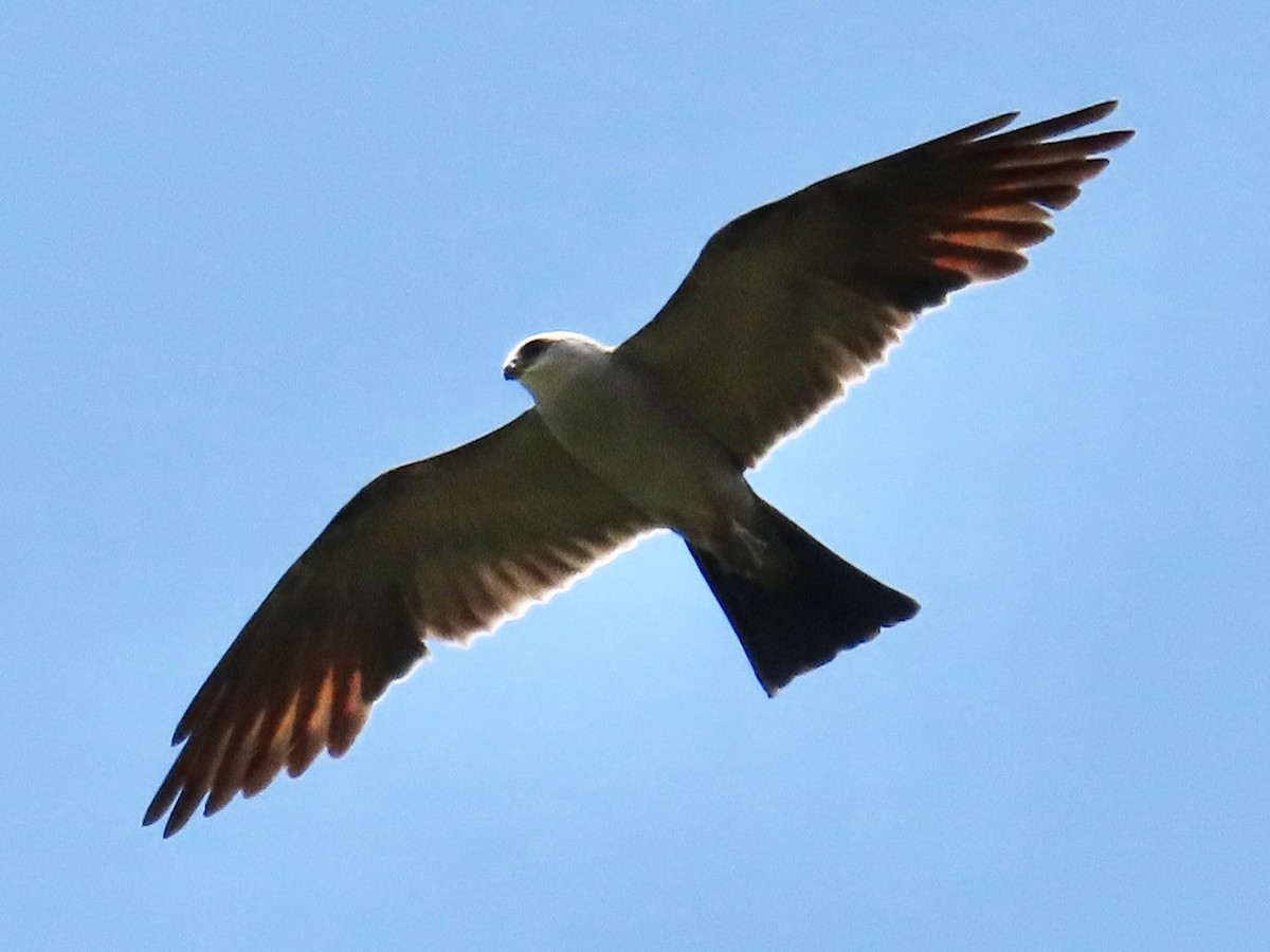 Mississippi Kite - ML622531164