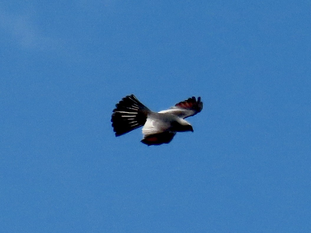 Mississippi Kite - ML622531165