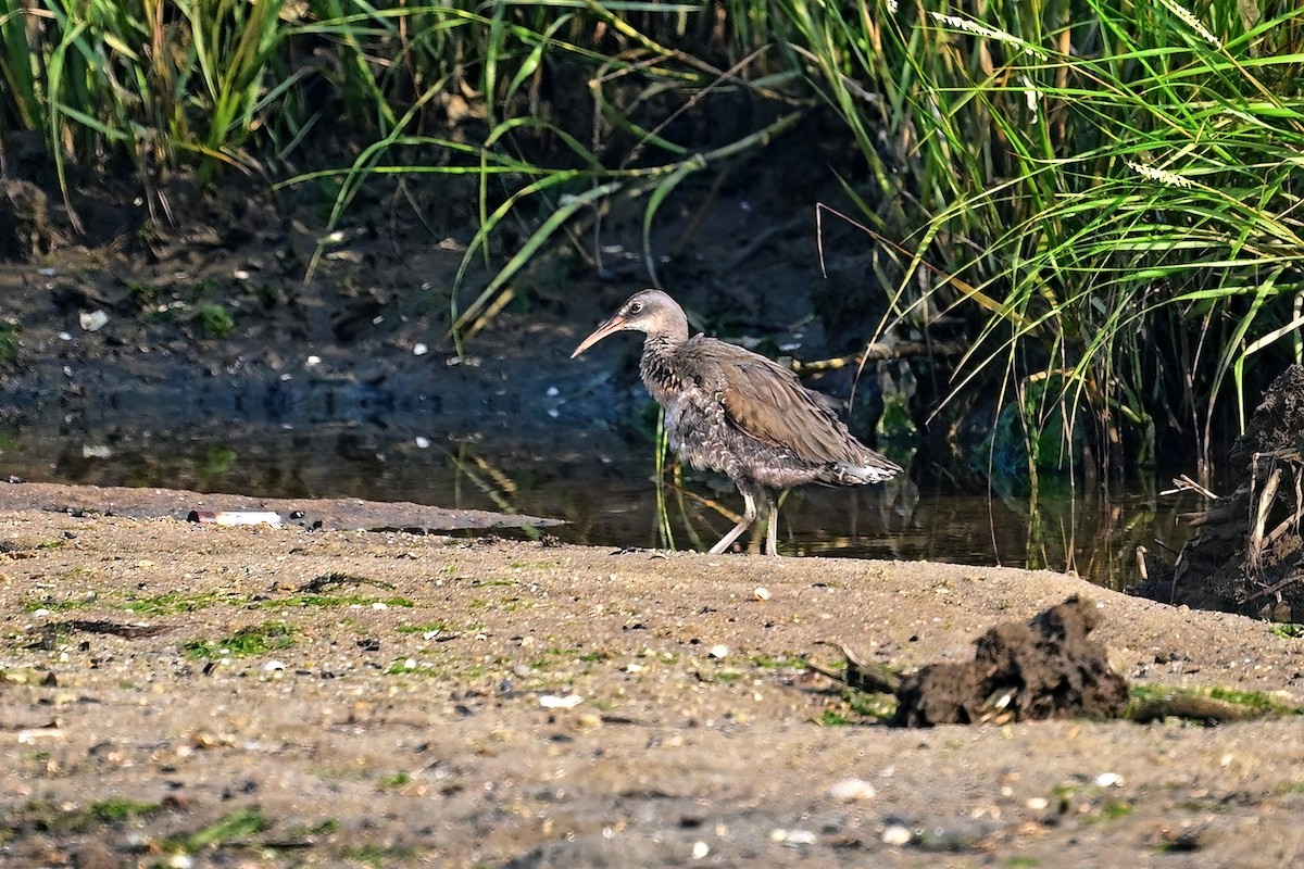 Clapper Rail - ML622531215