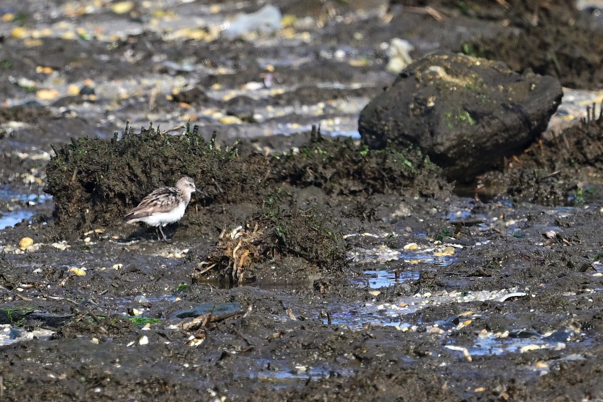 Semipalmated Sandpiper - ML622531312