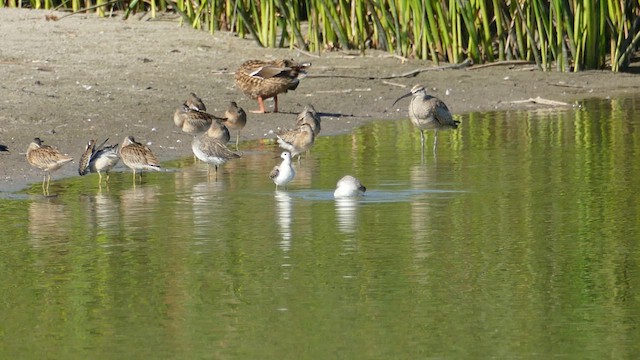 Wilson's Phalarope - ML622531357