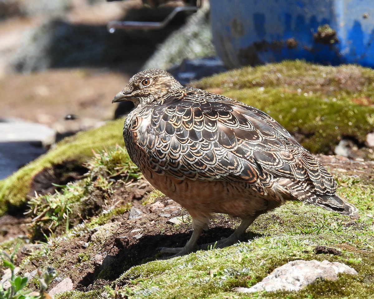 Rufous-bellied Seedsnipe - ML622531402