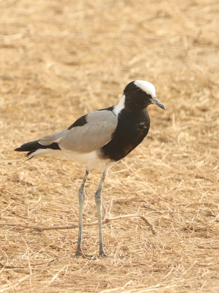 סיקסק הנפח - ML622531473