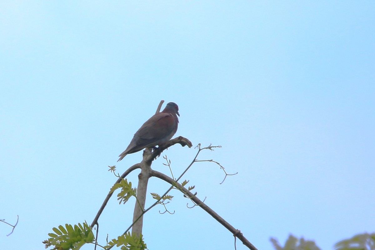 Pale-vented Pigeon - ML622531486