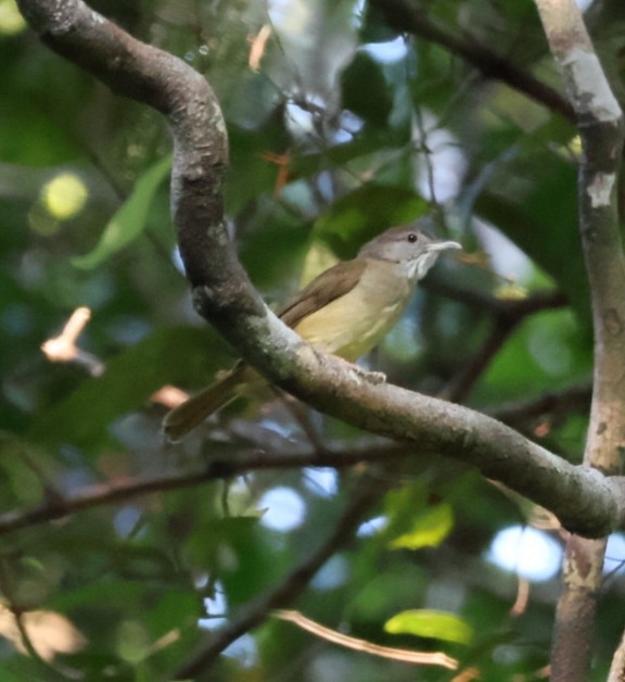 Gray-cheeked Bulbul - Napatson Bunnueang