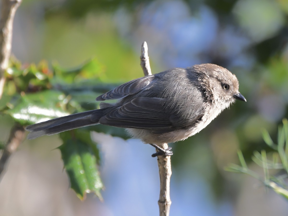 Bushtit - ML622531647