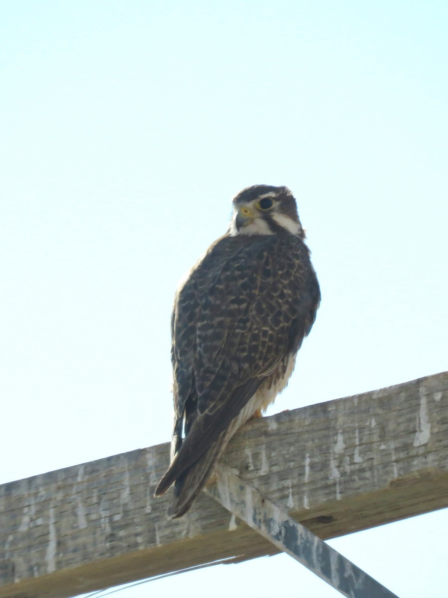 Prairie Falcon - ML622531666