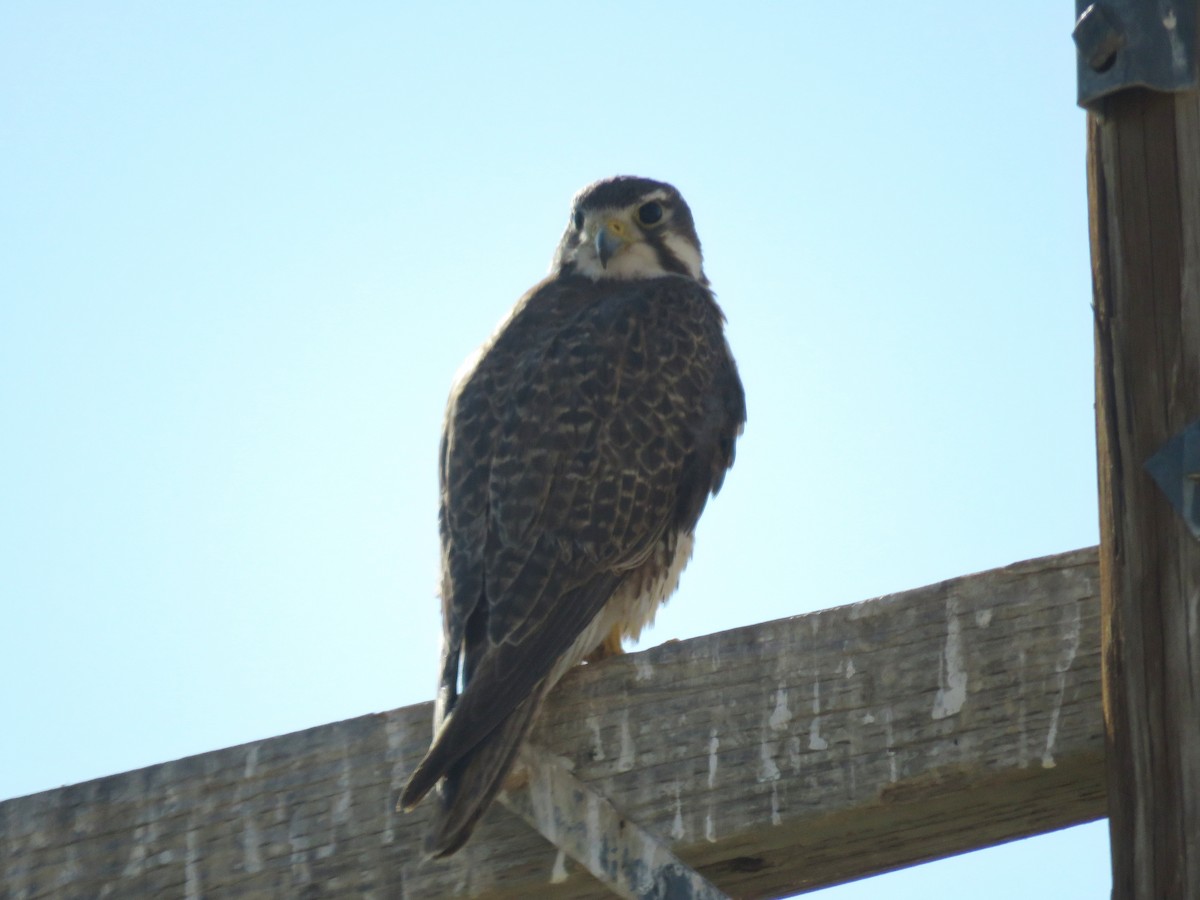 Prairie Falcon - ML622531670