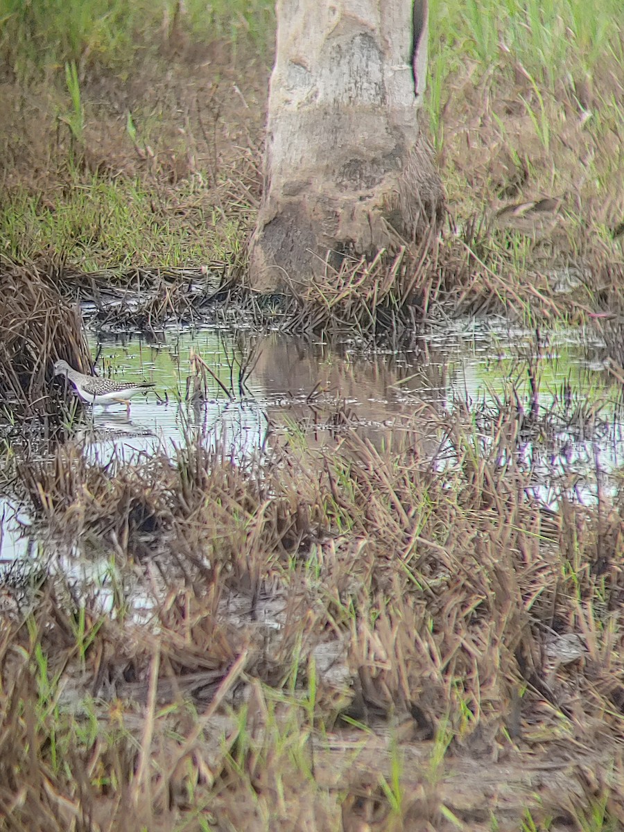 Greater Yellowlegs - ML622531844