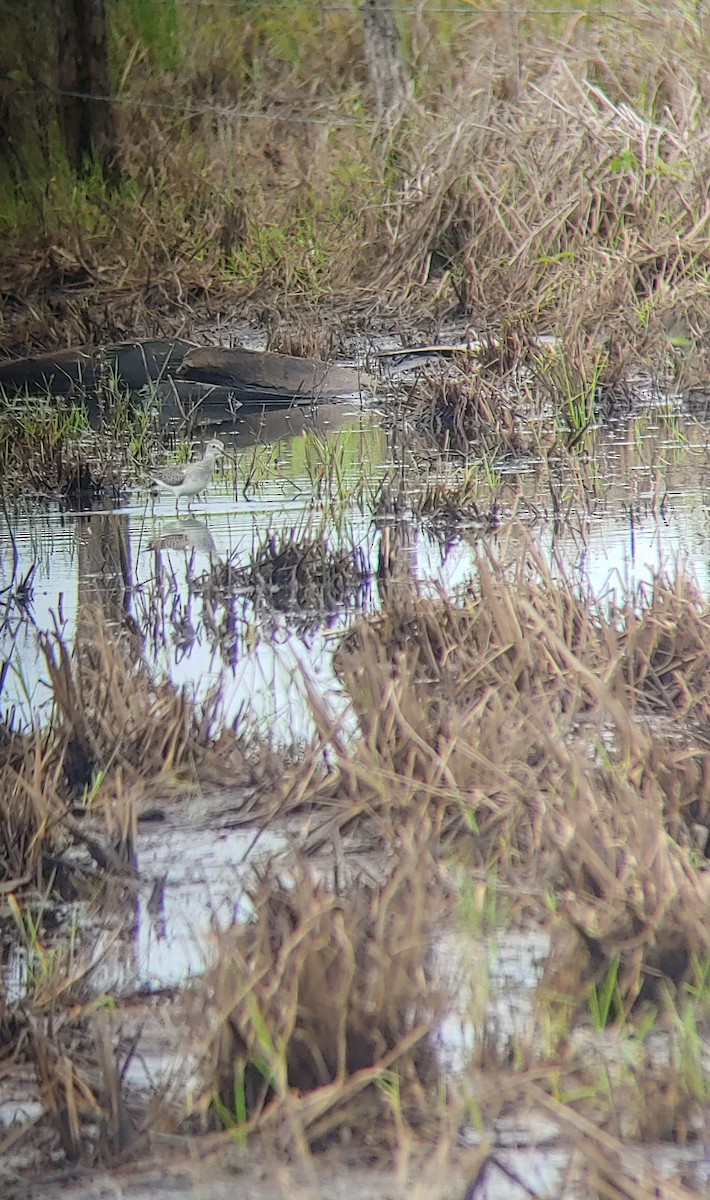 Greater Yellowlegs - ML622531855