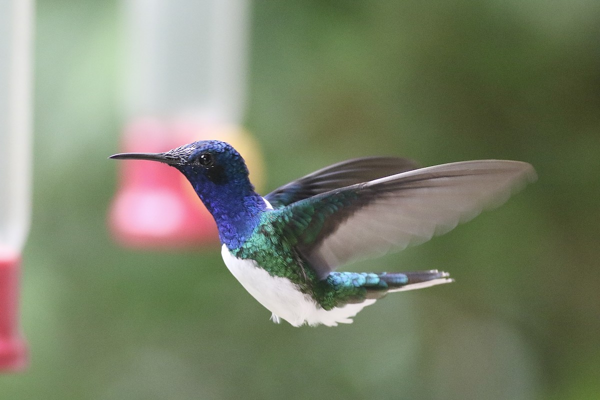 White-necked Jacobin - ML622531866