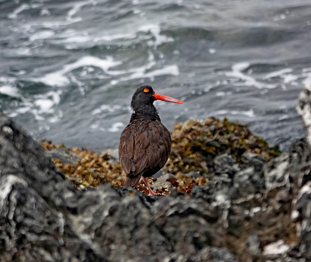 Black Oystercatcher - ML622531902