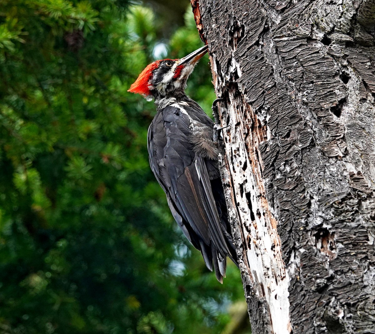 Pileated Woodpecker - ML622531915